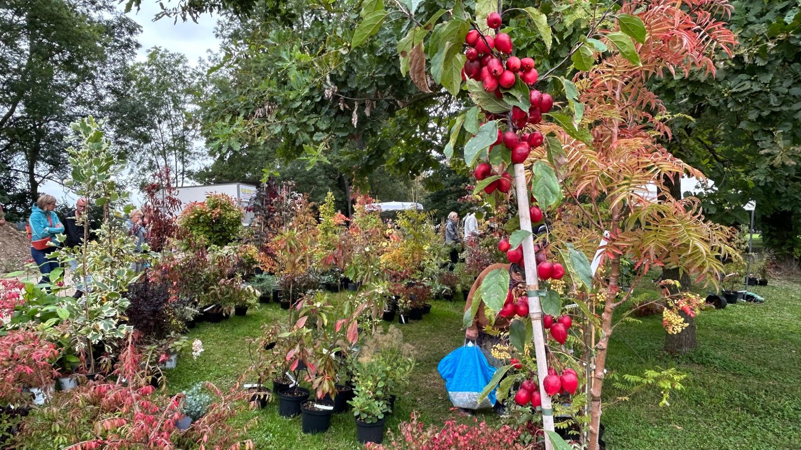Stand de pépiniériste à la Foire aux Plantes